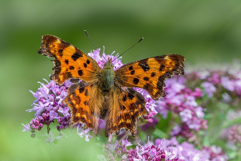Secret Butterfly Garden